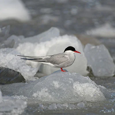 Escape the Tourist Trail in Harbin